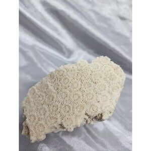 White Fossil Coral  Quality Specimen 3.75x2.5x2